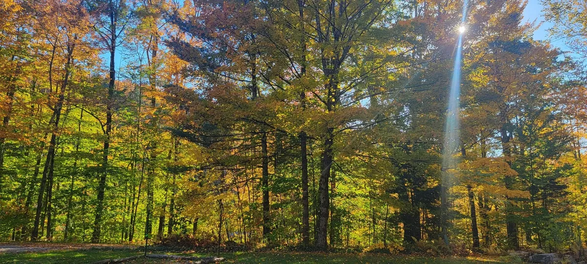 A scenic woodland vista with tall trees and vibrant foliage, dappled in sunlight. The atmosphere is serene and captures the beauty of the outdoors during non-winter months, inviting viewers to imagine hiking, exploring, or simply enjoying the seasonal changes in the landscape.
