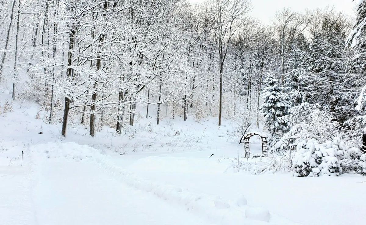 A serene winter scene featuring snow-covered trees, a snowy path, and a charming archway. The quiet landscape evokes peaceful winter walks, nature exploration, and cozy time outdoors with pets.